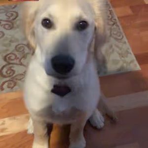 Meet your Posher, Abbey